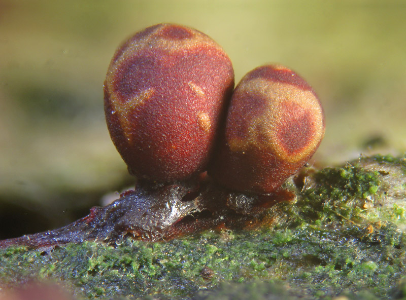 Trichia botrytis